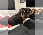 Puppy Gelato English Bulldog