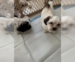 ShihPoo Puppy for sale in BARRETVILLE, TN, USA