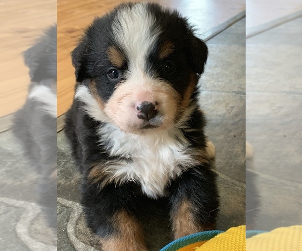 Medium Photo #3 Bernese Mountain Dog Puppy For Sale in RICHFIELD SPRINGS, NY, USA