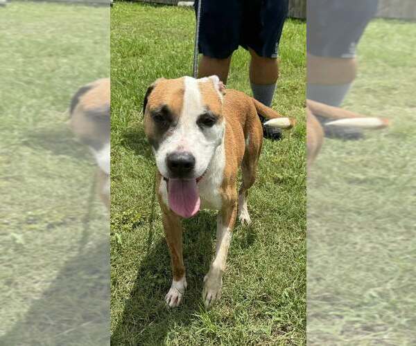 Medium Photo #4 Mutt Puppy For Sale in Abbeville, LA, USA