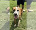 Small #3 Mutt