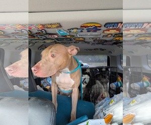 Muffin: Sweet Treats Litter - Female American Staffordshire Terrier-Staffordshire Bull Terrier Mix Dog for Adoption - Photo #16