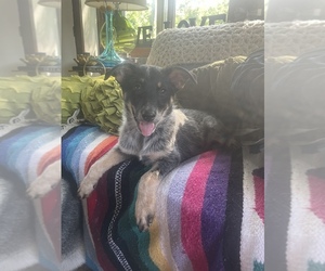 Texas Heeler Puppy for sale in MASON, MI, USA