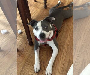 Medium American Pit Bull Terrier