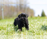 Small Photo #11 Schnauzer (Miniature) Puppy For Sale in WARSAW, IN, USA