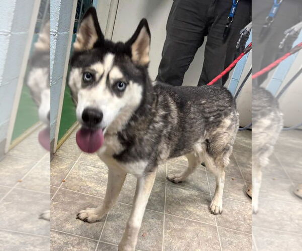 Medium Photo #2 Siberian Husky Puppy For Sale in Rustburg, VA, USA