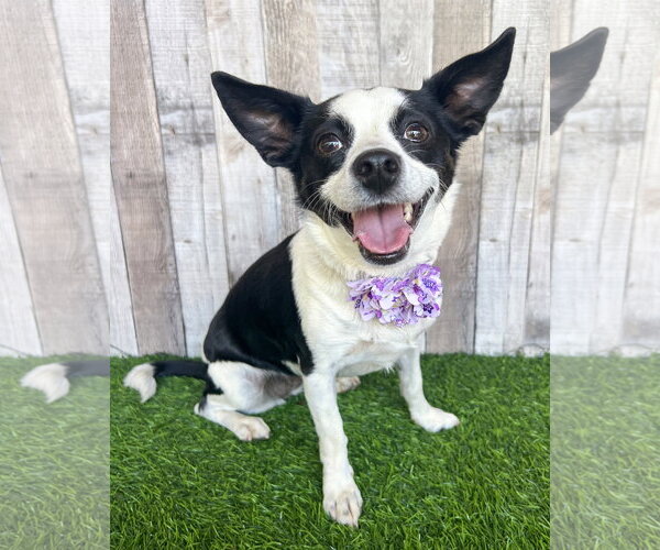 Medium Photo #4 Rat Terrier-Unknown Mix Puppy For Sale in Corona, CA, USA