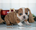 Small #1 Victorian Bulldog