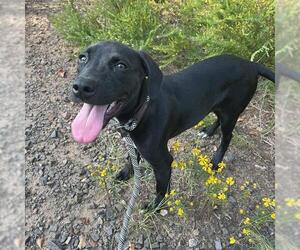 Labrador Retriever Dogs for adoption in Charlotte, NC, USA