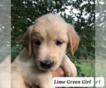 Small Photo #13 Golden Retriever Puppy For Sale in ROSANKY, TX, USA