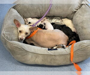 Sativa - Female Poodle (Miniature)-Unknown Mix Dog for Adoption - Photo #3