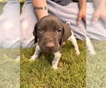 Small #6 German Shorthaired Pointer