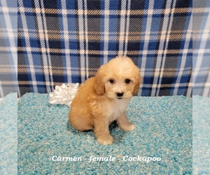 Cockapoo Puppy for sale in HOPKINSVILLE, KY, USA