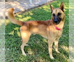 Small #3 German Shepherd Dog Mix