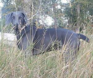 Weimaraner Litter for sale in MISSOULA, MT, USA