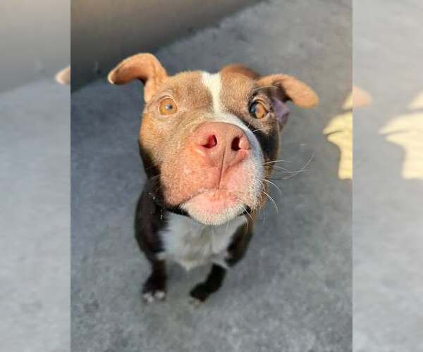 Medium Photo #4 American Pit Bull Terrier-Unknown Mix Puppy For Sale in Crete, IL, USA