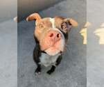 Small #3 American Pit Bull Terrier Mix