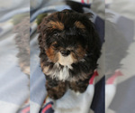 Small Photo #10 Bernedoodle (Miniature) Puppy For Sale in MILWAUKEE, WI, USA