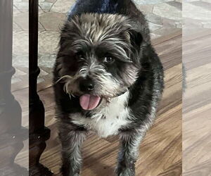 Chilier Dogs for adoption in Rustburg, VA, USA