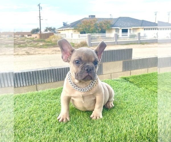 Medium Photo #16 French Bulldog Puppy For Sale in BOSTON, MA, USA