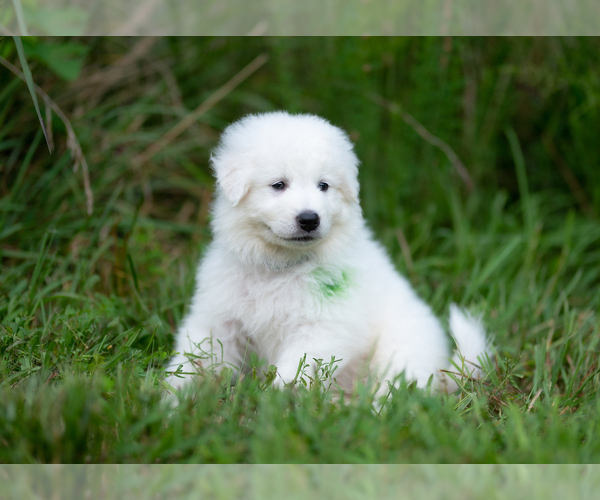 Medium Photo #9 Great Pyrenees Puppy For Sale in CONWAY, MO, USA