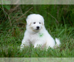 Small Photo #9 Great Pyrenees Puppy For Sale in CONWAY, MO, USA