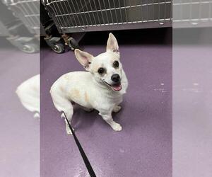 Chihuahua-Unknown Mix Dogs for adoption in Long Beach, CA, USA