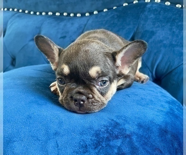 Medium Photo #3 French Bulldog Puppy For Sale in CORONA, CA, USA