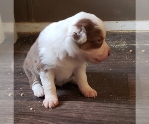 Miniature Australian Shepherd Puppy for sale in RAVENWOOD, MO, USA