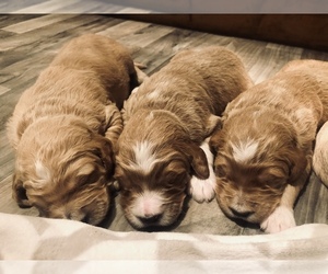 Goldendoodle Puppy for sale in CENTURIA, WI, USA