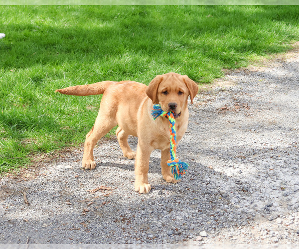 Medium Photo #6 Labrador Retriever Puppy For Sale in SYRACUSE, IN, USA