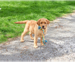 Small #5 Labrador Retriever