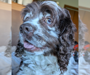 Cocker Spaniel Dogs for adoption in Sioux Falls, SD, USA