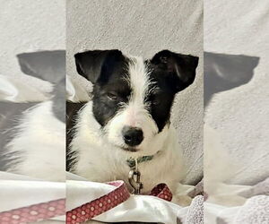 Mutt Dogs for adoption in San Diego, CA, USA