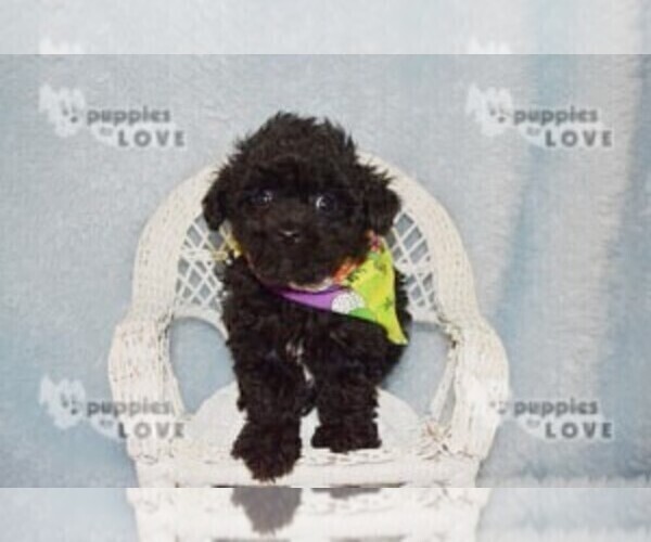 Medium Photo #2 Poodle (Toy) Puppy For Sale in SANGER, TX, USA