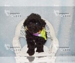 Small #1 Poodle (Toy)