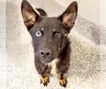 Small German Shepherd Dog