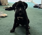 Puppy Kronk Boxer
