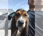 Small Photo #11 Basset Hound Puppy For Sale in PETERSBURG, IN, USA