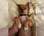 Small #4 Dachshund