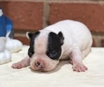 Small Boston Terrier