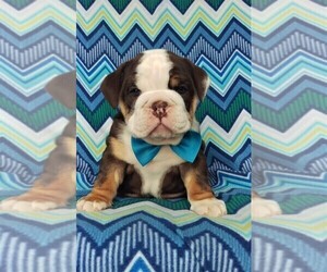 Bulldog Puppy for sale in LANCASTER, PA, USA