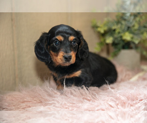Medium Dachshund