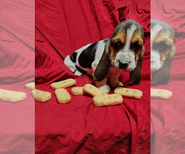 Medium Photo #2 Basset Hound Puppy For Sale in SALEM, WV, USA