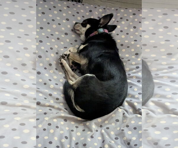Medium Photo #8 Chiranian Puppy For Sale in Sanford, FL, USA