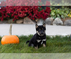 Shiba Inu Puppy for sale in MILLERSBURG, IN, USA
