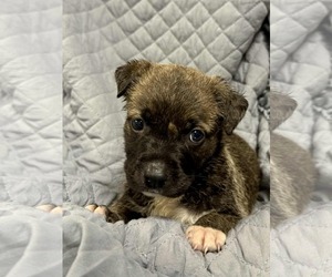 Medium German Shepherd Dog Mix