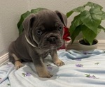 Small #15 French Bulldog
