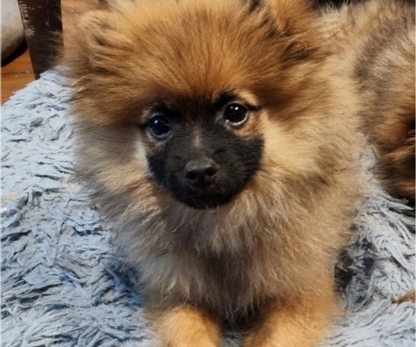 Medium Photo #1 Pomeranian Puppy For Sale in HAMPTON, VA, USA
