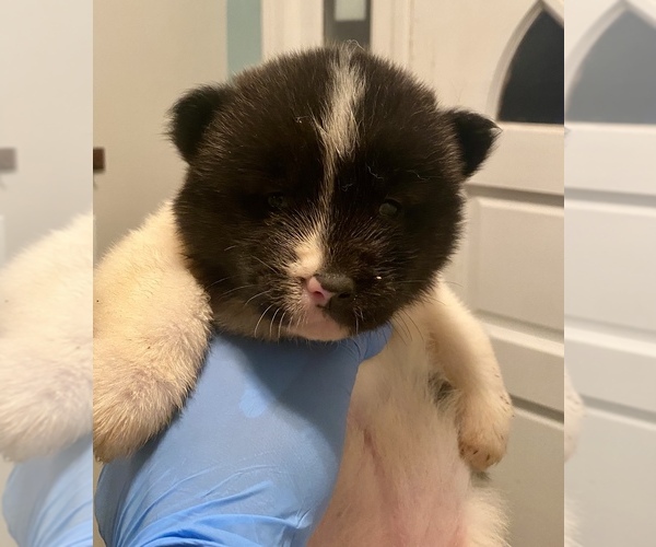 Medium Photo #4 Akita Puppy For Sale in UNION CITY, GA, USA